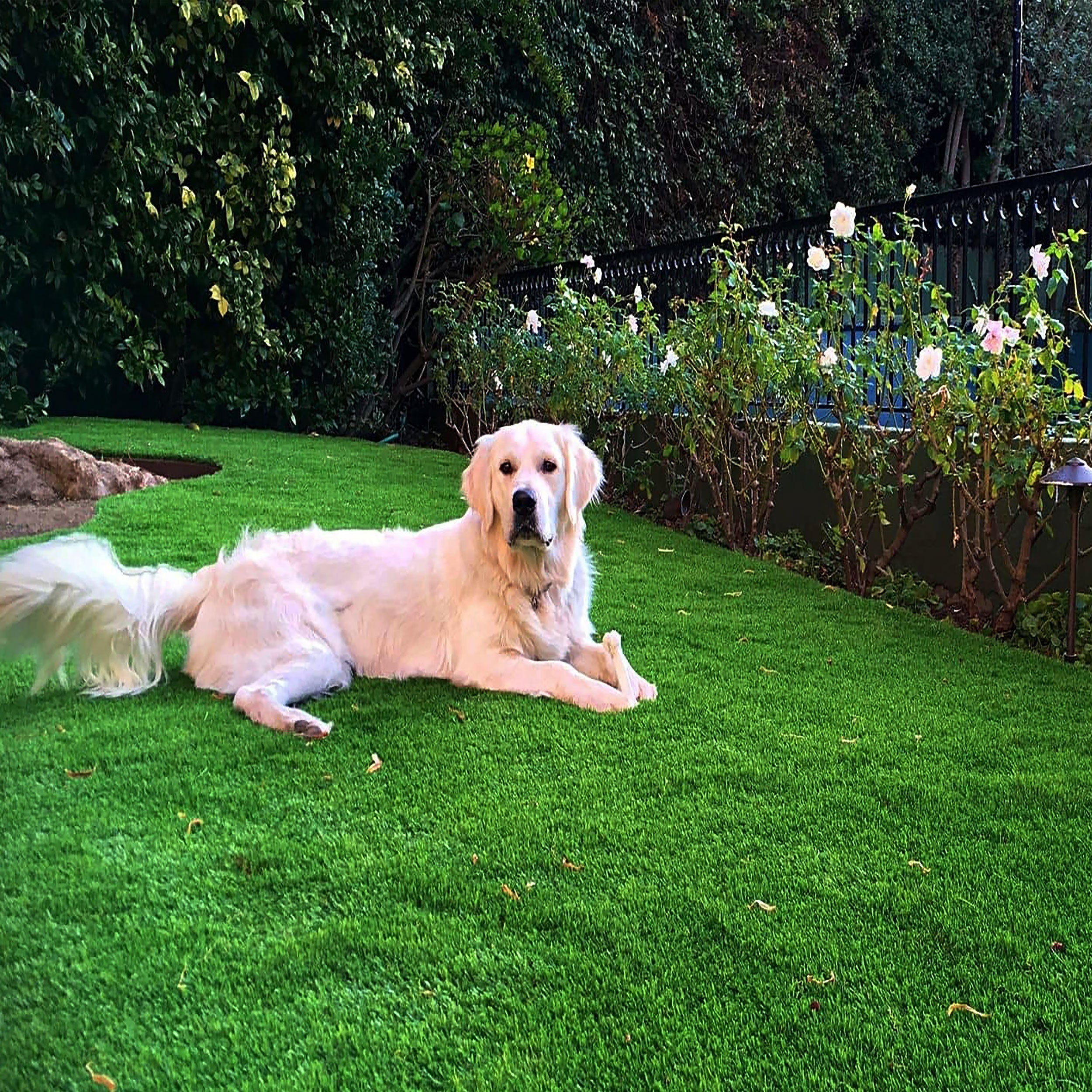 25mm Emerald Artificial Grass 4 Feet Width PE & PU Material Grass For Indoor And Outdoor Use