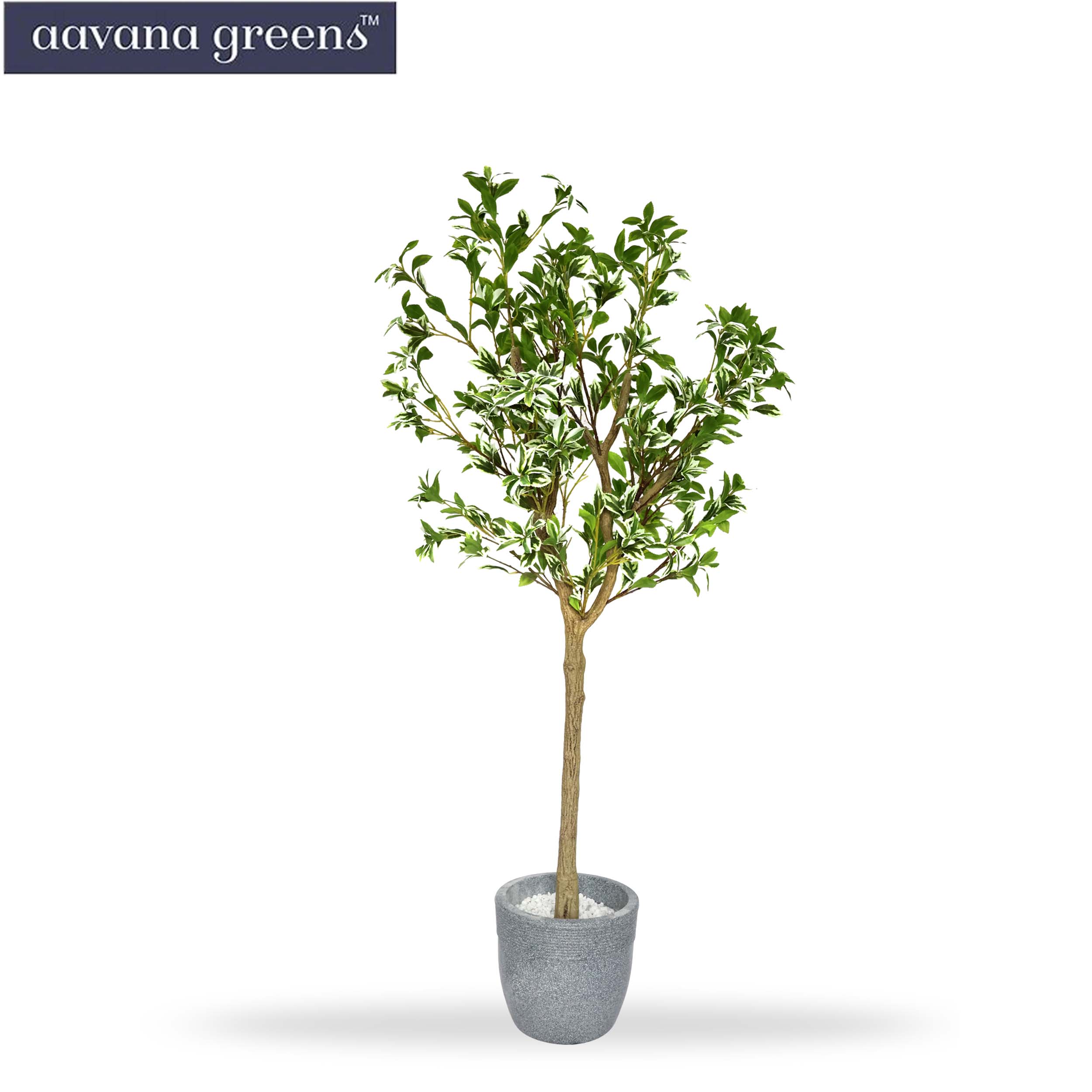 Aavana Greens 5 Feet Ficus Golden King Artificial Plants Pack Of 1