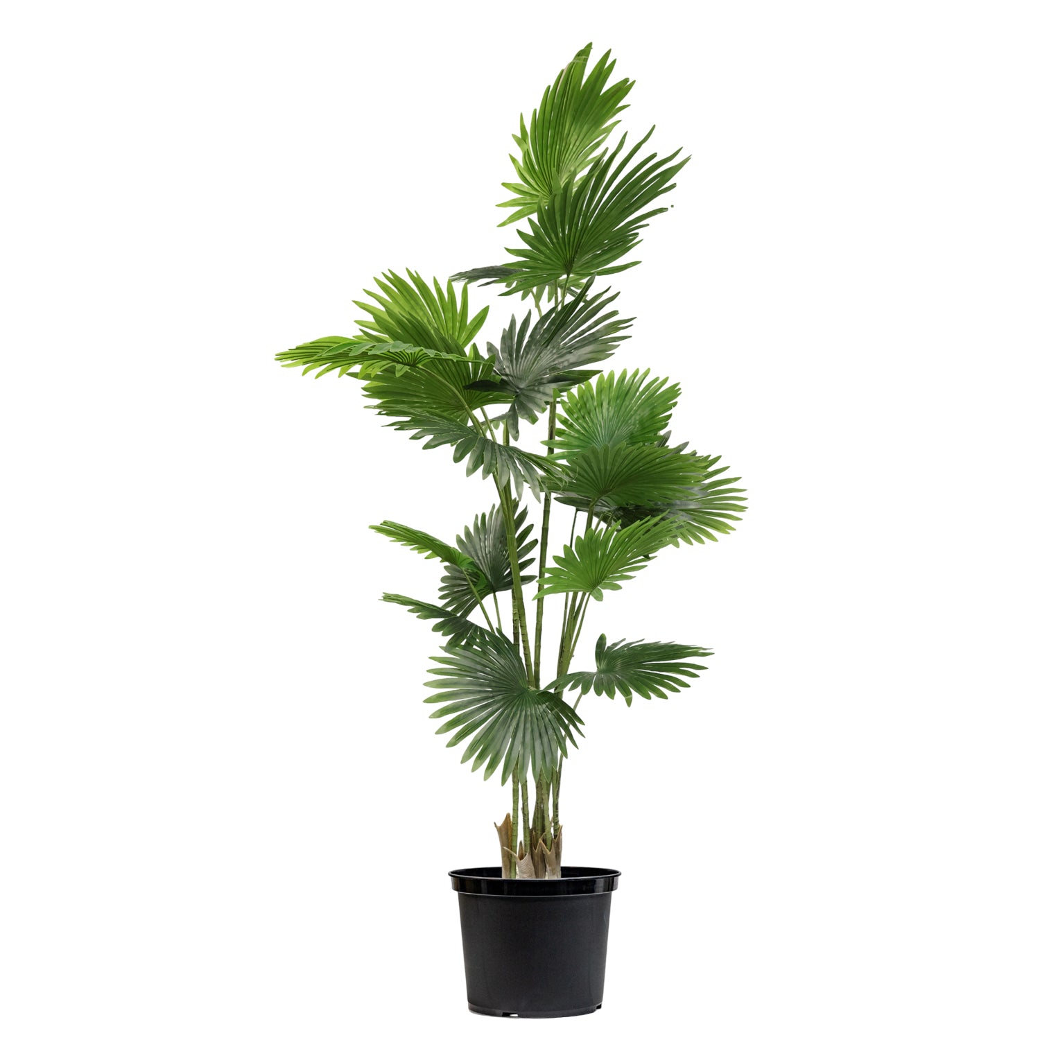 6.5 Feet (195 CM) Artificial Bamboo Plant for Indoor and Outdoor, Home, Shop, Office, Restaurant Decoration Dark Green (Pack of 1)