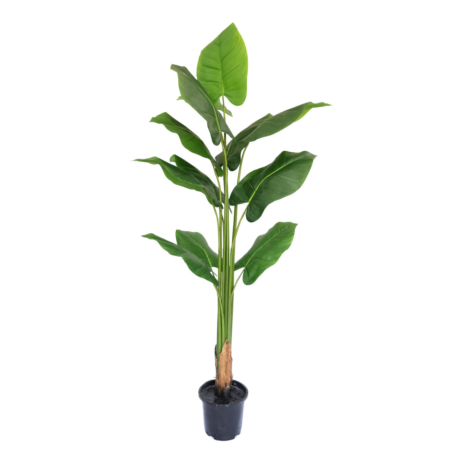 5.7 Feet (170 CM) Artificial Plant for Indoor and Outdoor, Home, Shop, Office, Restaurant Decoration Dark Green (Pack of 1)