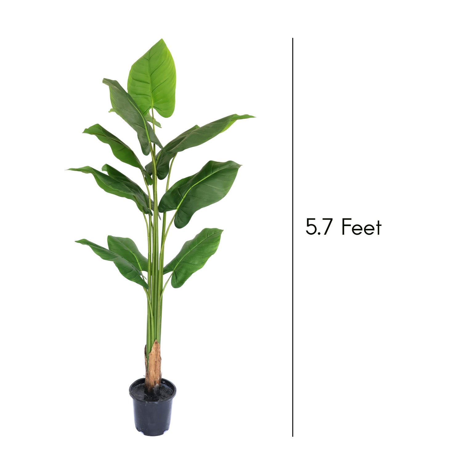 5.7 Feet (170 CM) Artificial Plant for Indoor and Outdoor, Home, Shop, Office, Restaurant Decoration Dark Green (Pack of 1)