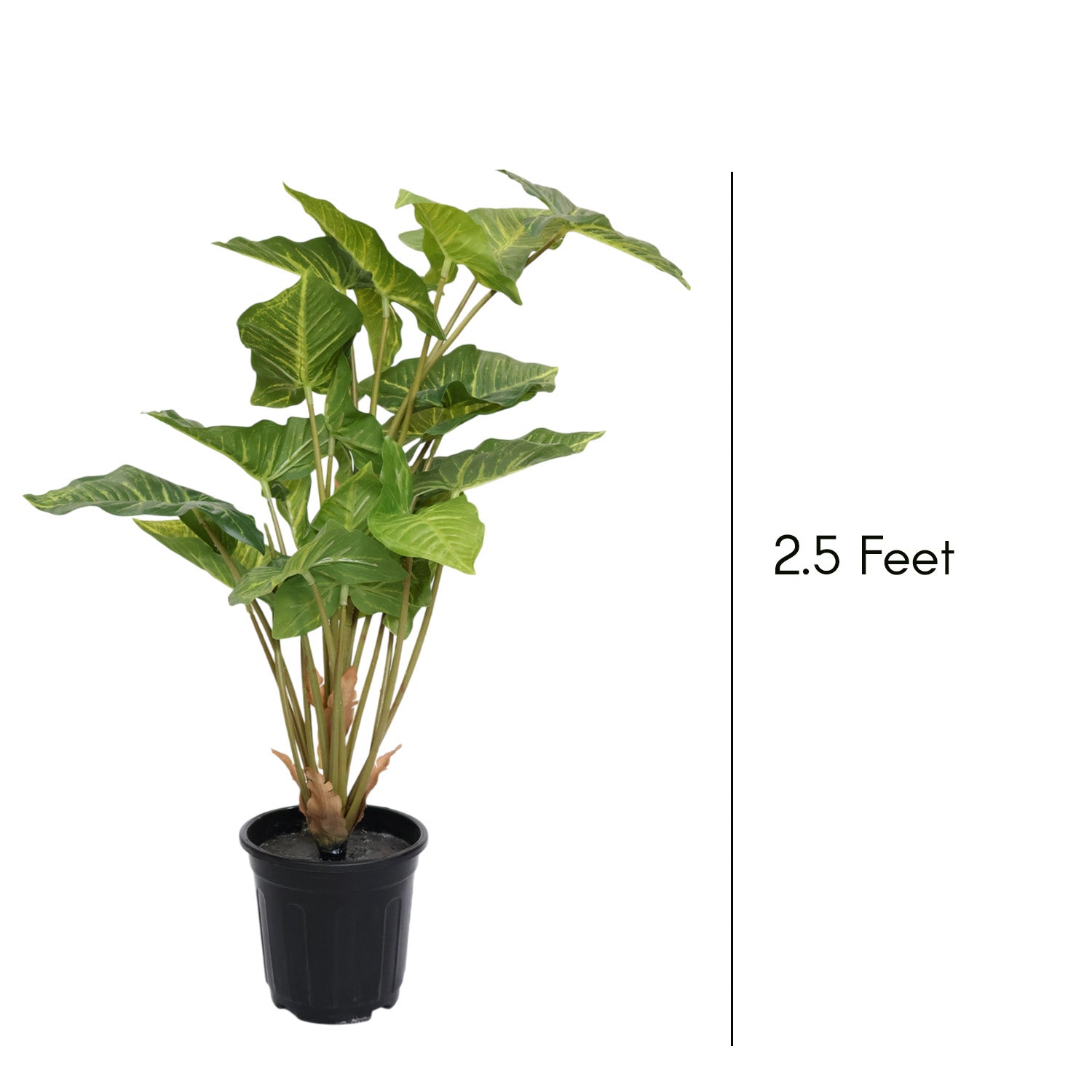 2.5 Feet (75 CM) Artificial Plant for Indoor and Outdoor, Home, Shop, Office, Restaurant Decoration Dark Green (Pack of 1)